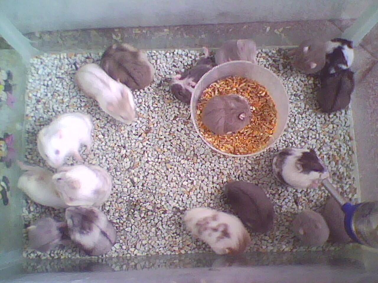 hamster campbell