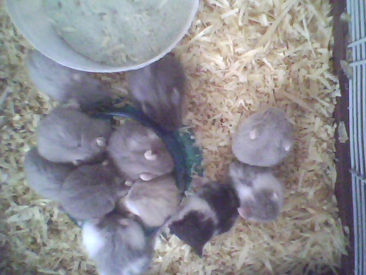 hamster campbell