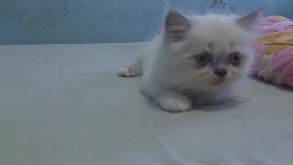 3 Kitten Persia Ready to Adopt gan !