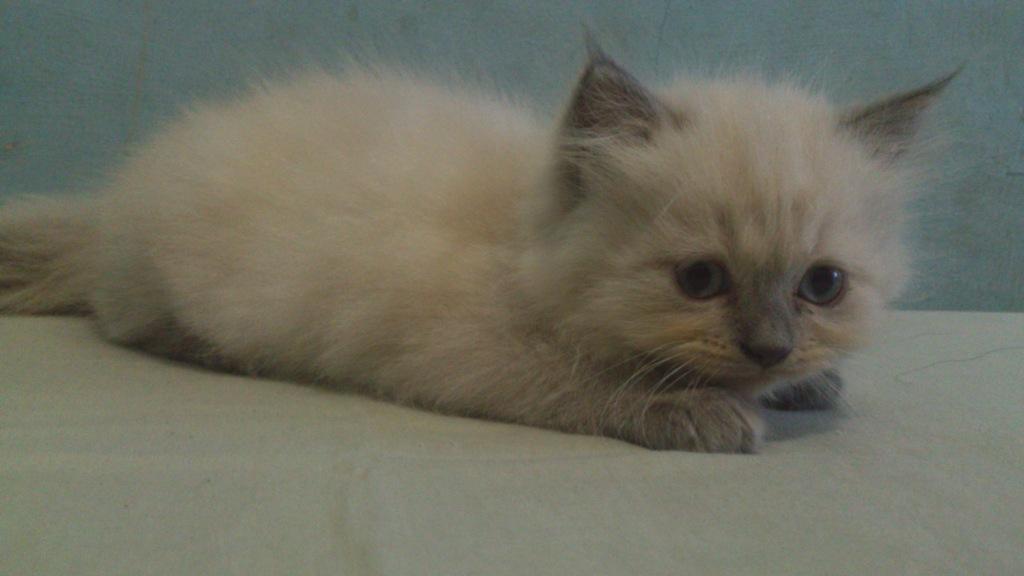 3 Kitten Persia Ready to Adopt gan !