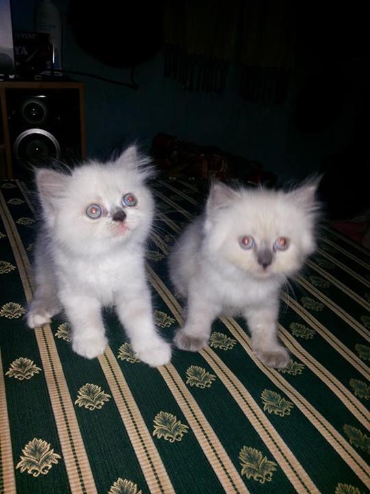 3 Kitten Persia Ready to Adopt gan !