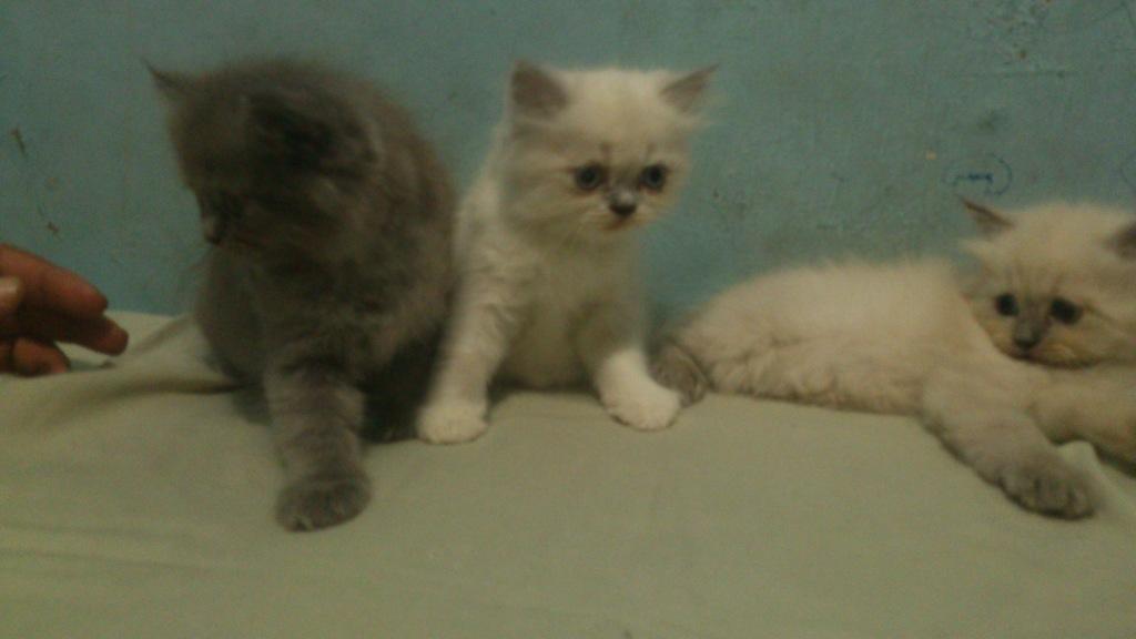 3 Kitten Persia Ready to Adopt gan !