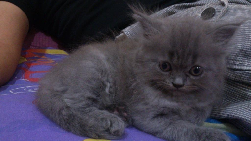 3 Kitten Persia Ready to Adopt gan !