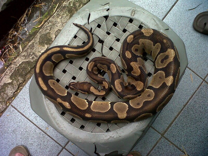 BALL PYTHON CINNAMON X NORMAL ADULT