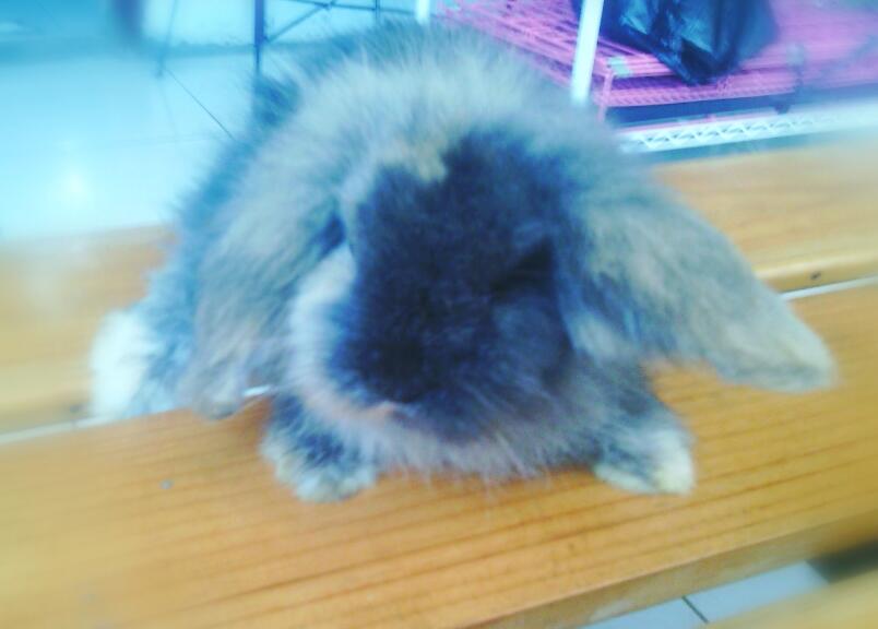 kelinci Fuzzy Lop Depok