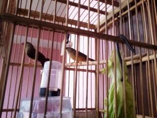 sepasang strawberry finch