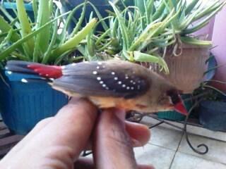 sepasang strawberry finch