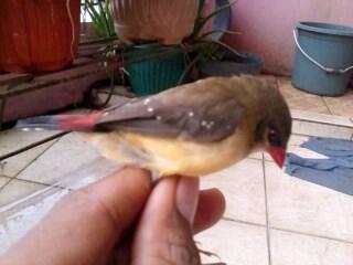 sepasang strawberry finch