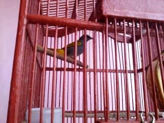 cucak kelabu