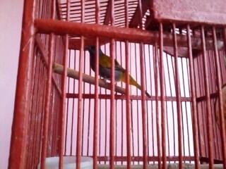 cucak kelabu