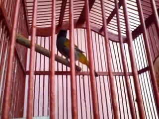 cucak kelabu