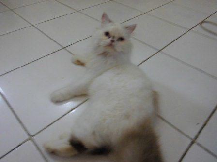 kucing persia peaknose