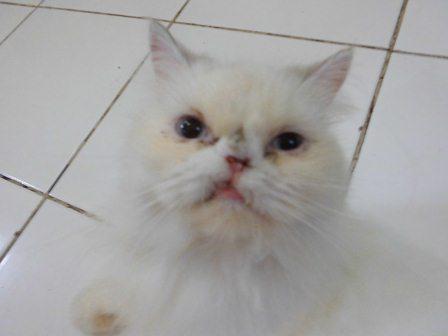 kucing persia peaknose