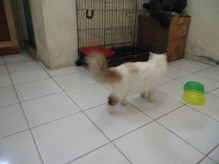 kucing persia peaknose
