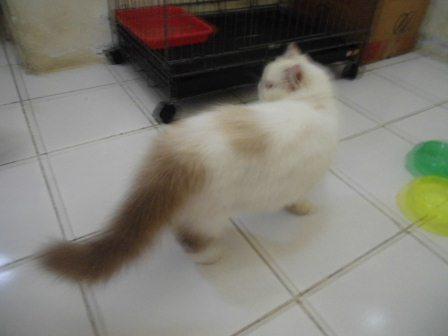 kucing persia peaknose
