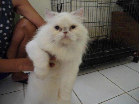 kucing persia peaknose