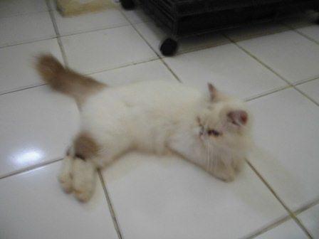 kucing persia peaknose