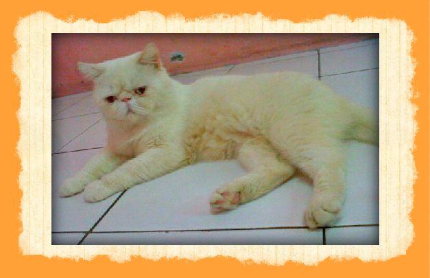 Kucing Persia Peaknose Exotic.(pemacakan). Kalibata.