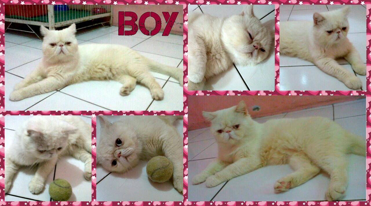 Kucing Persia Peaknose Exotic.(pemacakan). Kalibata.