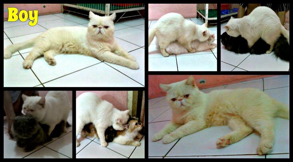 Kucing Persia Peaknose Exotic.(pemacakan). Kalibata.