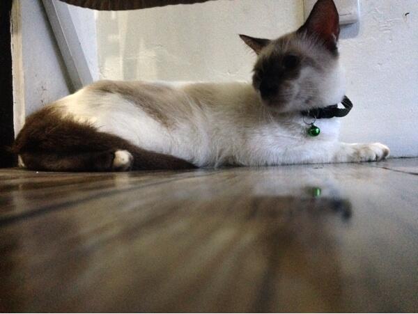 Jual kucing javanese