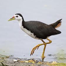 7 Burung asli indonesia yg terancam punah