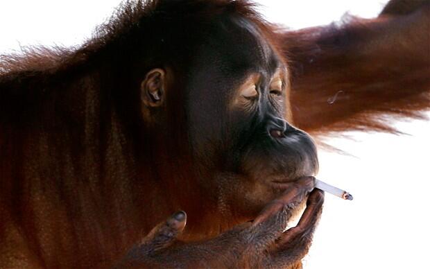 orang utan ngerokok