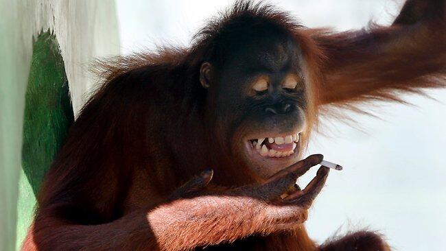 orang utan ngerokok