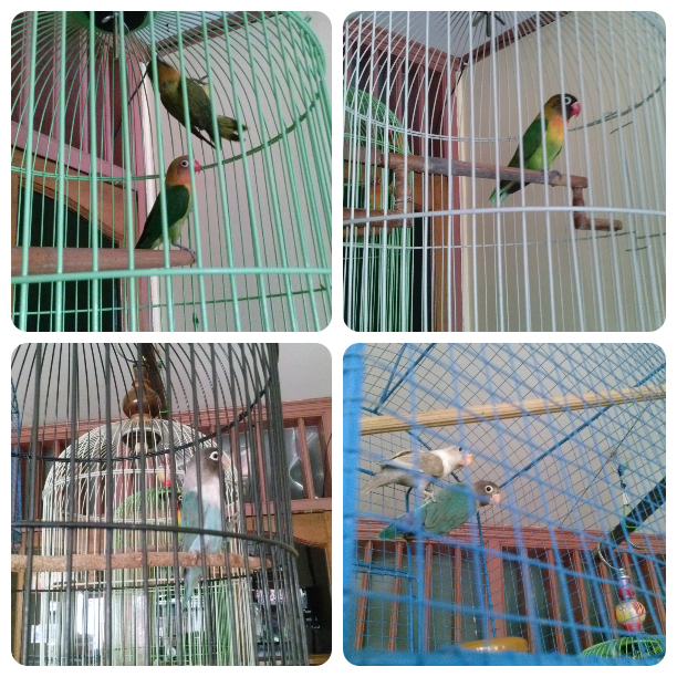 Lovebird Bagus, Suara Yahuddd