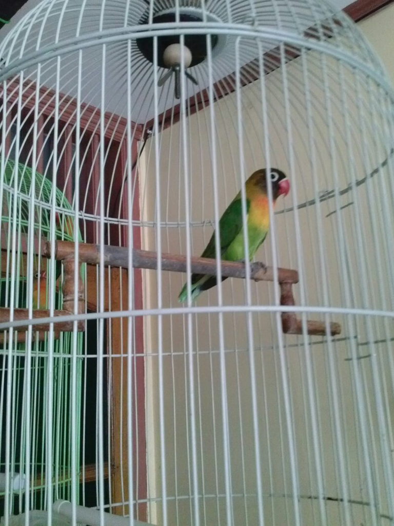 Lovebird Bagus, Suara Yahuddd