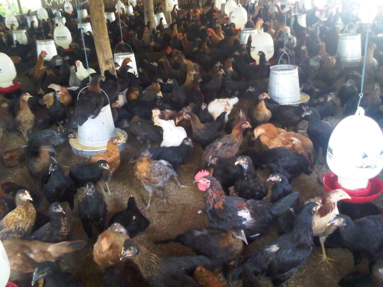 Ayam kampung u/ konsumsi, bibit ayam kampung dan telur ayam kampung