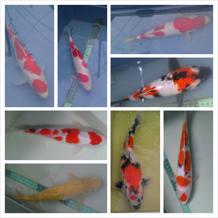 jual ikan koi isi kolam (dhanimon koi)