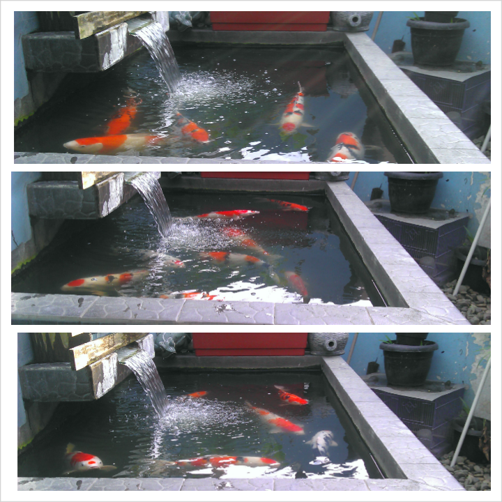 jual ikan koi isi kolam (dhanimon koi)