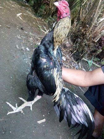 AYAM BANGKOK CENDOLISM KING FARM