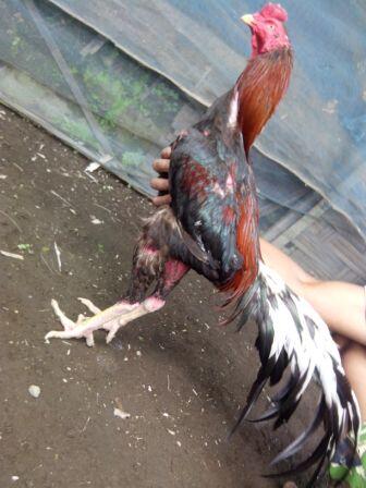 AYAM BANGKOK CENDOLISM KING FARM