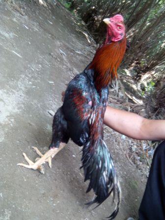 AYAM BANGKOK CENDOLISM KING FARM