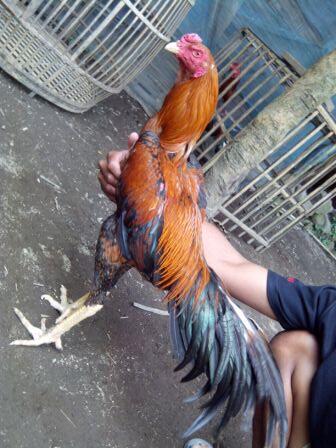 AYAM BANGKOK CENDOLISM KING FARM