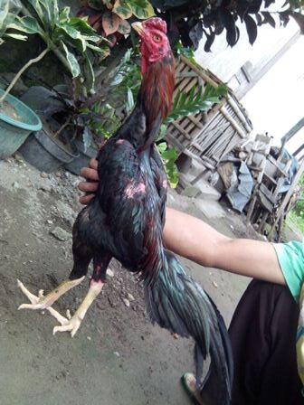 AYAM BANGKOK CENDOLISM KING FARM