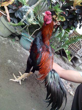 AYAM BANGKOK CENDOLISM KING FARM