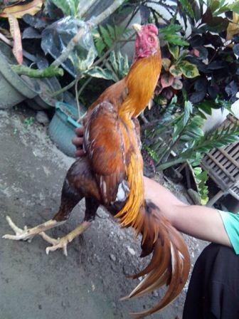 AYAM BANGKOK CENDOLISM KING FARM