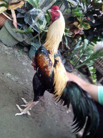 AYAM BANGKOK CENDOLISM KING FARM