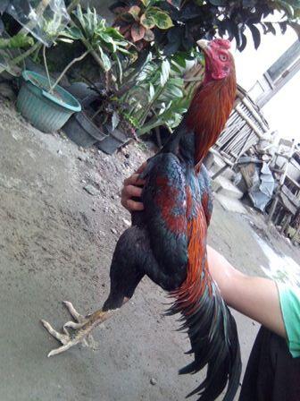 AYAM BANGKOK CENDOLISM KING FARM