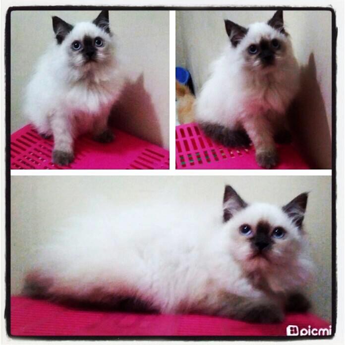 Kucing Persia Himalaya Kitten Betina Longhair (Bandung)