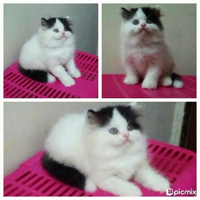 Kucing Persia Kitten Jantan Flatnose 2.5 bln (Bandung)