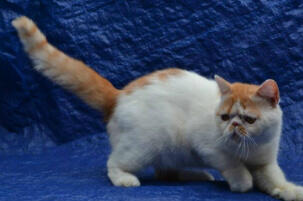 Persia Exotic Jantan Ped ICA Lo