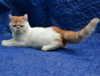 Persia Exotic Jantan Ped ICA Lo