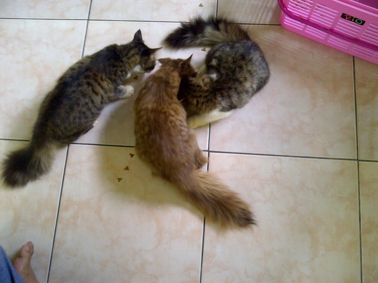 Persia Medium Betina 3ekor - Cilacap
