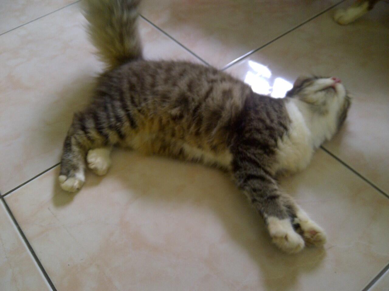 Persia Medium Betina 3ekor - Cilacap