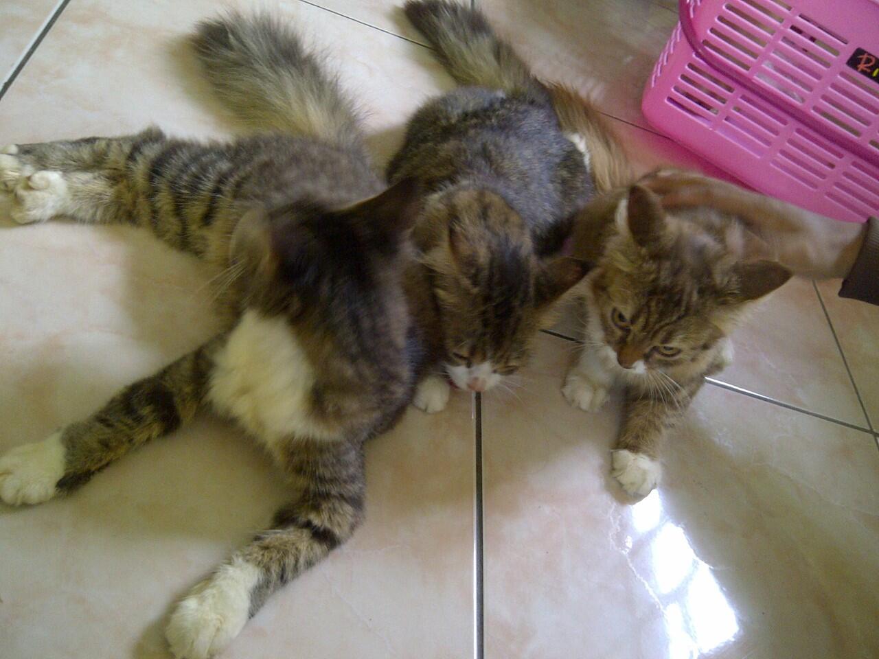 Persia Medium Betina 3ekor - Cilacap