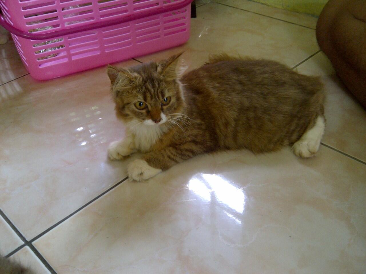 Persia Medium Betina 3ekor - Cilacap